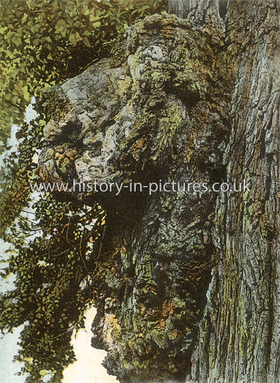 The Lion Tree, Maldon, Essex. c.1905